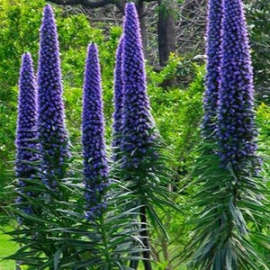 Pride of Madeira Plant Echium Fastuosum Seeds image 2