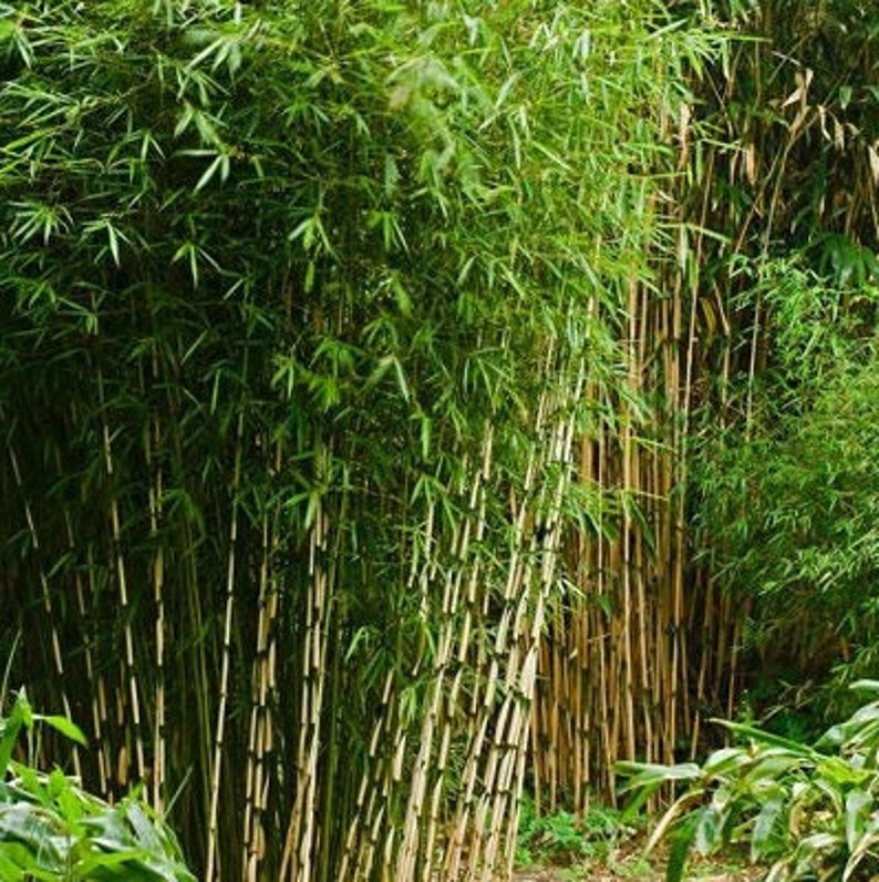 Graines de bambou parapluie Fargesia murielae image 2