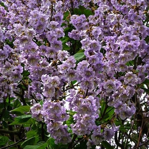 Sapphire Dragon Tree (Paulownia Kawakamii) Seeds - NEW FOR 2024