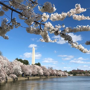 Japanese Flowering Cherry Tree (Prunus Serrulata 'Spontanea') Seeds