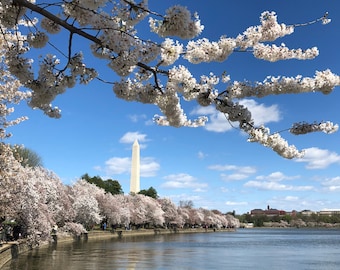 Nasiona wiśni japońskiej (Prunus serrulata 'Spontanea')