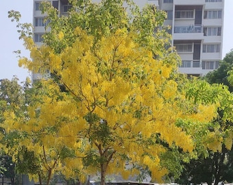 Golden Shower Tree (Cassia Fistula) Seeds
