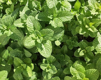 Semillas de planta de menta orgánica (Mentha piperita)