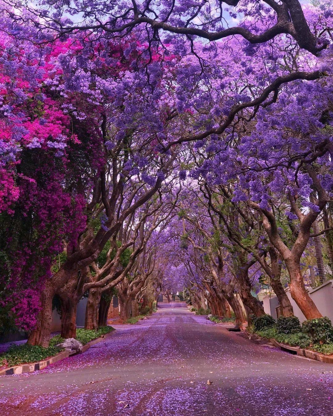 Paulownia tomentosa
