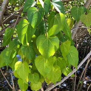 Rosewood Tulip Tree Thespesia Populnea Seeds image 2