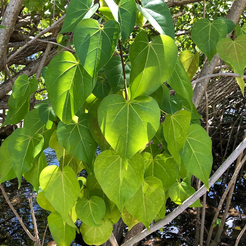 Rosewood Tulip Tree Thespesia Populnea Seeds image 2