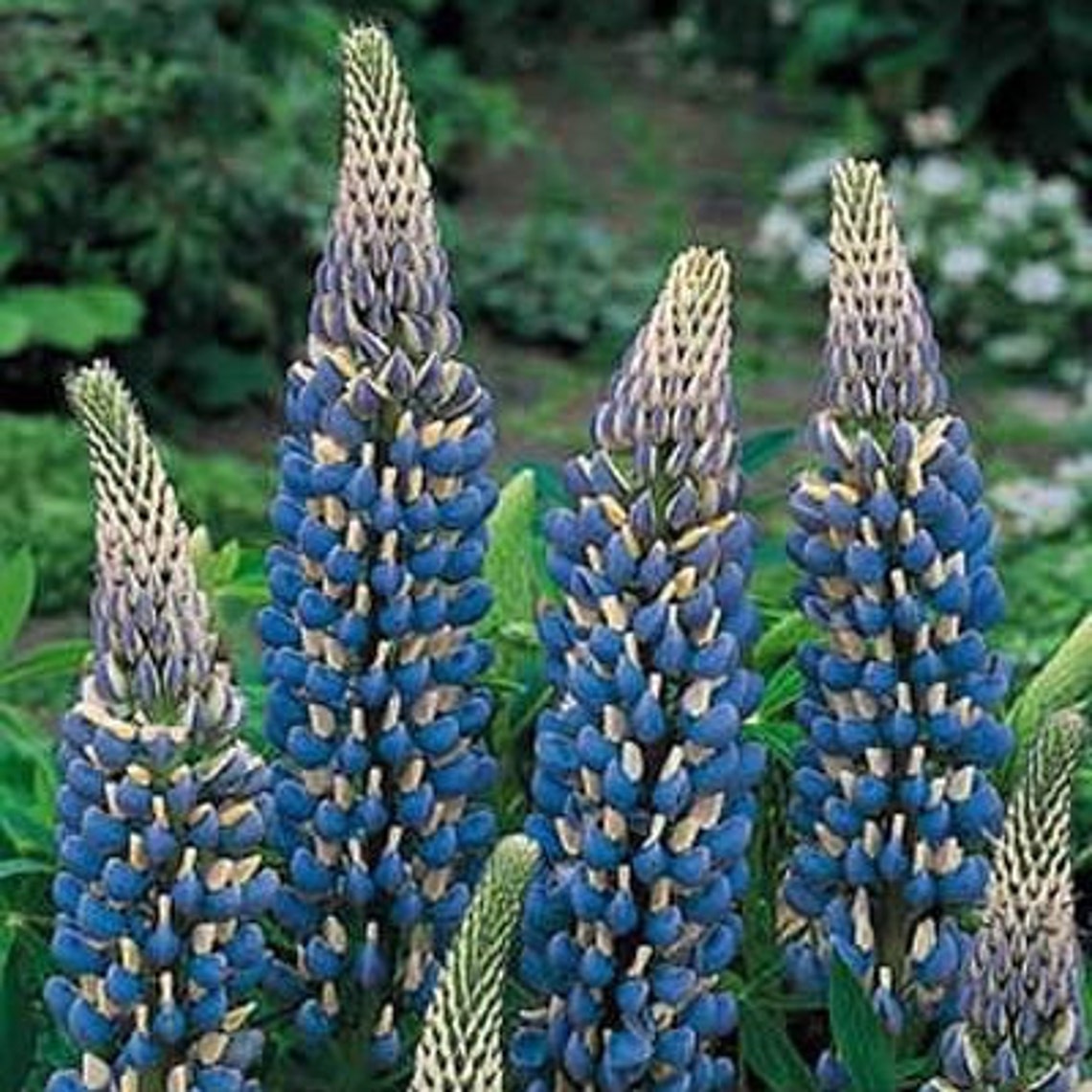 Governor Blue Lupine (lupinus Polyphyllus) Seeds - Etsy