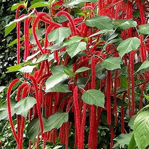 Chenille Plant Acalypha Hispida Seeds image 2