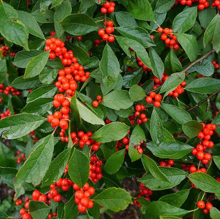 ウィンターベリー（Ilex Verticillata）の種子 - Etsy 日本