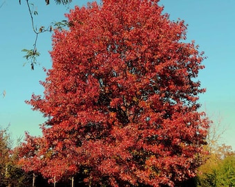 Southern Red Oak Tree (Quercus Falcata) Seeds - NEW FOR FALL 2025