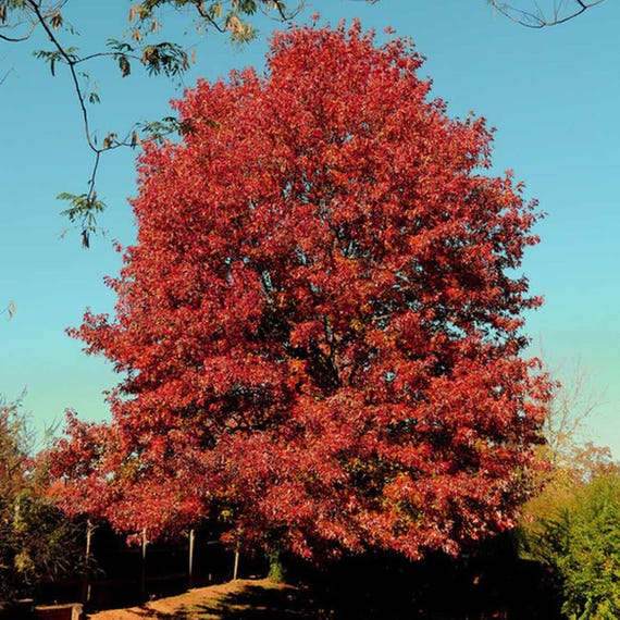 Roteiche (Quercus Falcata) Samen - NEU FR DEN HERBST 2025 - Etsy Schweiz