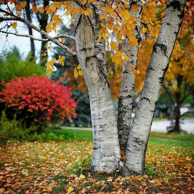 White Paper Birch Tree Betula Papyrifera Seeds image 3