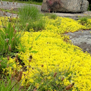 Golden Stonecrop Groundcover Plant sedum Acre Seeds - Etsy