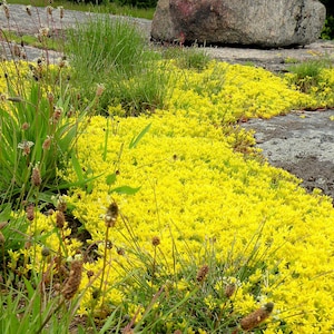 Golden Stonecrop Groundcover Plant (Sedum Acre) Seeds