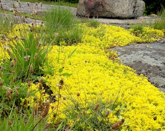 Golden Stonecrop Groundcover Plant (Sedum Acre) Seeds