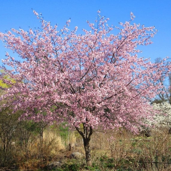 Japanese Sakura Seeds - Sakura Cherry Blossom Tree Seeds Flower Seeds For Planting(20 Seeds Pack) I.1003105824 Japanese Sakura Seeds - Sakura Cherry Blossom Tree Seeds Flower Seeds For Planting(20 Seeds Pack) I.1003105824