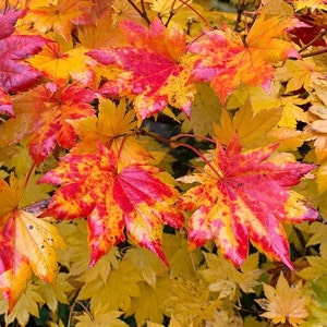Kokos-Ahorn (Acer Pseudo Sieboldianum) Samen