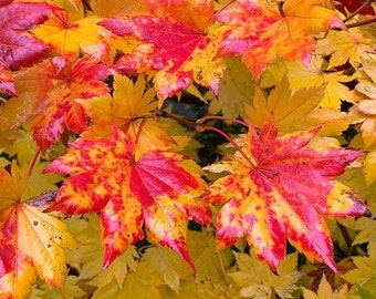 May include: Close-up of vibrant red and yellow maple leaves. The leaves have a mottled pattern of red, orange, and yellow.