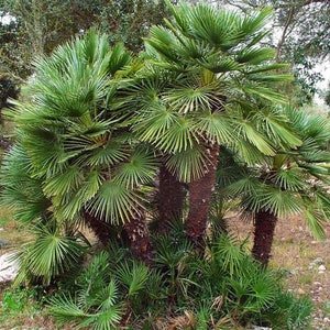 European Fan Palm Tree (Chamaerops Humilis) Seeds