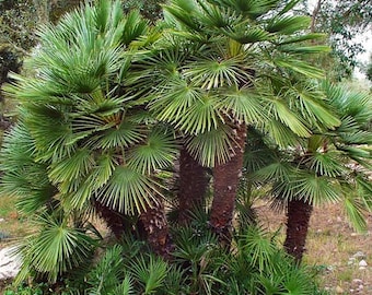 European Fan Palm Tree (Chamaerops Humilis) Seeds