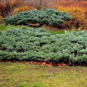 Common Juniper Tree (Juniperus Communis) Seeds