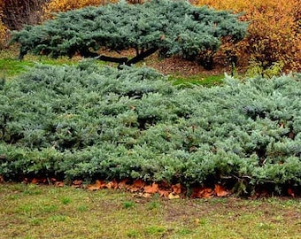 Common Juniper Tree (Juniperus Communis) Seeds