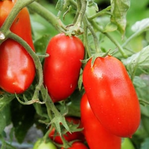 Organic Roma Tomato Plant (Solanum Lycopersicum) Seeds