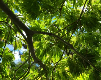 Full Moon Japanese Maple Tree (acer Japonicum 'aconitifolium