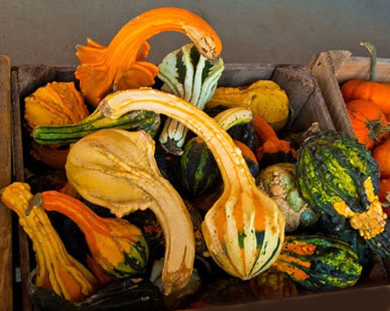 Semi Di Zucca 'Jack Be Little' - Cucurbita Pepo, Microzucca Ornamentale E Commestibile, Semi Rari E Strani Per Orto Strabilia