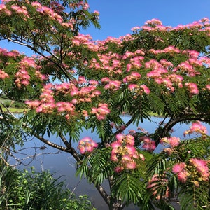 Semillas de Albizia julibrissin (árbol de seda persa)