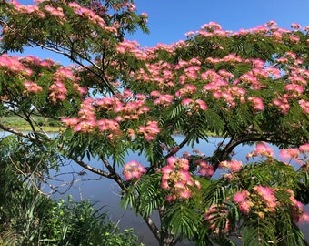 Mimosa Persian Silk Tree (Albizia Julibrissin) Seeds
