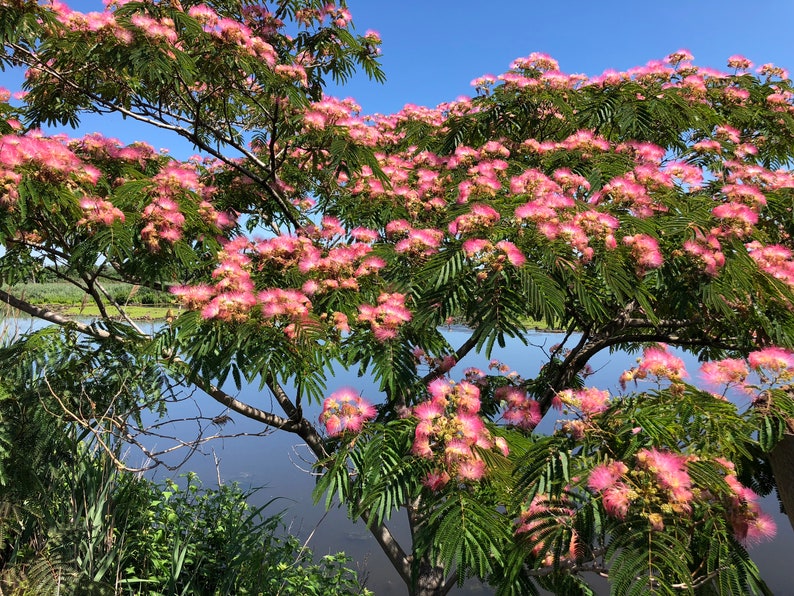 Mimosa Persian Silk Tree Albizia Julibrissin Seeds image 1