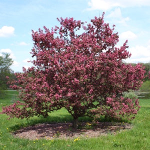 Himalayan Crabapple Tree Malus Baccata Seeds image 5