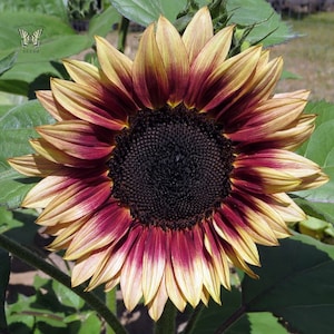 Ruby Eclipse Sunflower Plant (Helianthus Annuus) Seeds