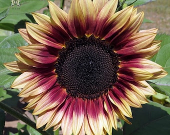 Ruby Eclipse Sunflower Plant (Helianthus Annuus) Graines