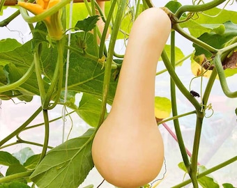 Organic Butternut Squash Plant (Cucurbita Moschata) Seeds