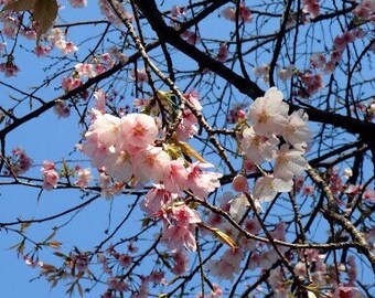 Amazon.com: Vziimo Cherry Blossom Bonsai Tree Building Set