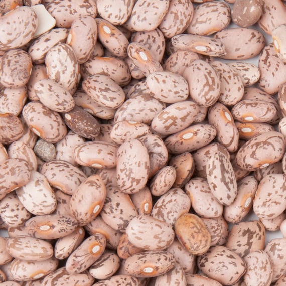 Organic Pinto Beans Plant phaseolus Vulgaris Seeds Etsy