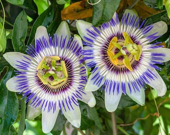 Flor de la Pasión de la Corona Azul (Passiflora Caerulea) Semillas