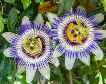 ブルークラウンパッションフラワー（Passiflora Caerulea）の種子