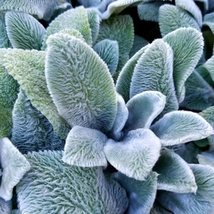 Lamb's Ear Ornamental Groundcover Plant (Stachys Byzantia Lanata) Seeds