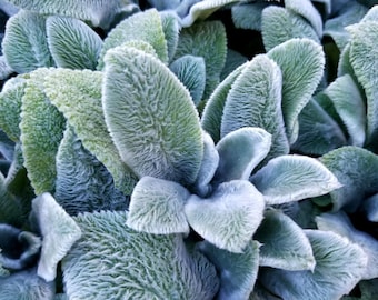 Lamb's Ear Ornamental Groundcover Plant (Stachys Byzantia Lanata) Seeds