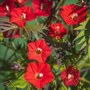 Cardinal Climber Plant (Ipomoea Quamoclit Cardinalis) Seeds
