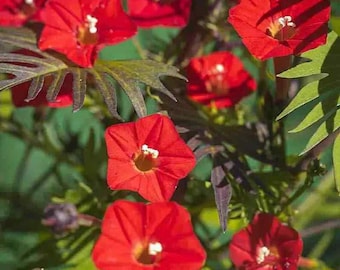 Semillas de Planta Trepadora Cardenal (Ipomoea Quamoclit Cardinalis)