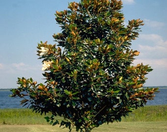 Sweet Magnolia Tree (Magnolia Grandiflora) Seeds