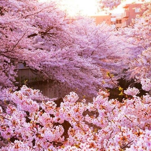 Kanzakura Japanese Flowering Cherry Tree (Prunus Kanzakura) Seeds - NEW FOR 2025