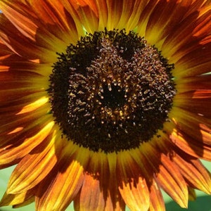 Evening Sun Sunflower Plant (Helianthus Annuus) Seeds