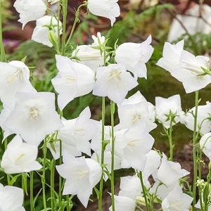 White Bellflower Campanula Persicifolia Seeds image 1