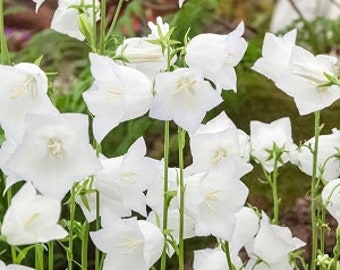 White Bellflower (Campanula Persicifolia) Seeds