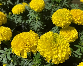 Yellow French Marigold Flower (Tagetes Patula) Seeds